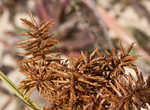 Fragrant flatsedge